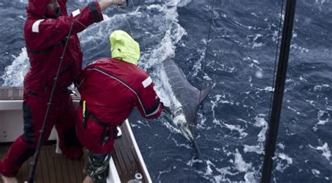Game Fishing Charters Sydney to Port Stephens.